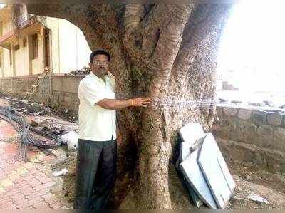 ಪತ್ನಿ ಪೀಡಿತನಿಂದ ಅರಳಿ ಮರಕ್ಕೆ ವಟ ಸಾವಿತ್ರಿ ಪೂಜೆ!