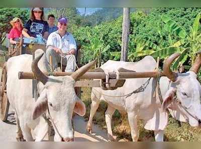 ರಾಜಸ್ಥಾನದಲ್ಲಿ  ಗೋ ಸಫಾರಿ!