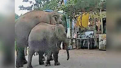 कर्नाटक: सड़क पर निकलता है सफारी हाथियों का झुंड, दहशत में गांव वाले