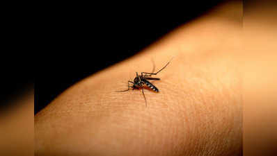 बारिश में बीमारियों से बचना है तो मच्छरों से रहें दूर