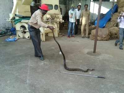 ಕಾಫಿ ಗೋದಾಮಲ್ಲಿ ಹೆಬ್ಬಾವು; ಕಾರ್ಮಿಕರು ಕಂಗಾಲು