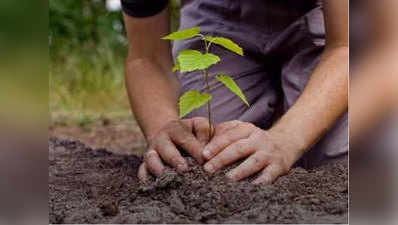 महाराष्‍ट्र सरकार इस साल लगाएगी 13 करोड़ पौधे, 2019 में 50 करोड़ का लक्ष्‍य