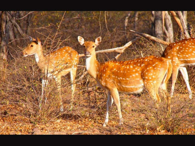 रणथंभौर नैशनल पार्क, राजस्थान