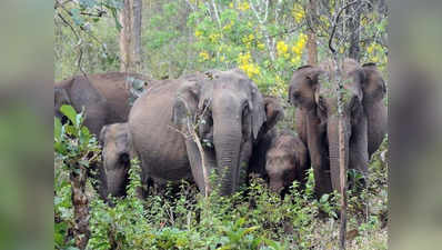 पश्चिम बंगाल: अब मोबाइल पर मिलेगी हाथियों की गतिविधि की जानकारी