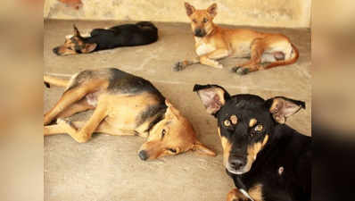 लखीमपुर खीरी में आवारा कुत्तों का आतंक, हमले में दो स्कूली बच्चे जख्मी