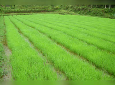 ಕೇಳುವವರಿಲ್ಲದ ಕೊಡಗಿಗೆ ಕೊಡುವವರೂ ಇಲ್ಲ