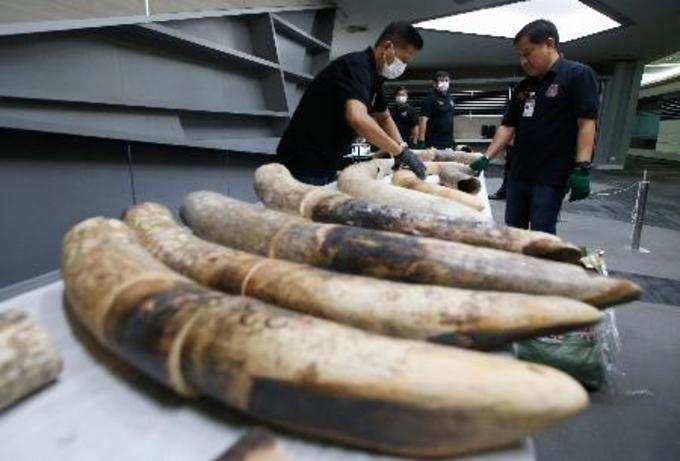 Bangkok :Thai customs officials display seized ivory during a press conference i...