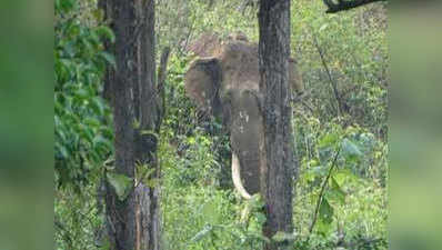 केरल: प्यार की तलाश में सुधर गया बिगड़ैल हाथी !