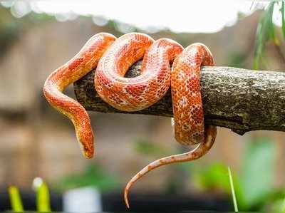 ಡೇ ಸ್ಪೆಷಲ್‌: ವಿಶ್ವ ಹಾವುಗಳ ದಿನ