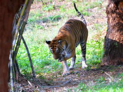 बिट्टू बाघ को तीसरी बार सजा, जाल के अंदर ही मिली कैद