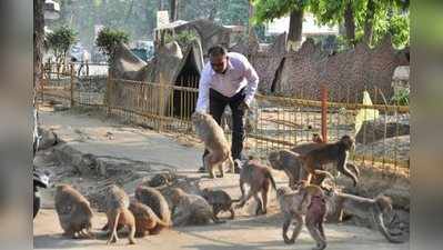 ‘दिल्ली में बंदर पकड़ना, आतंकवादी से ज्यादा खतरनाक’