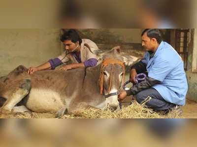 தமிழகத்தில் கால்நடை மருத்துவ படிப்புகளுக்கான கலந்தாய்வு 24-ல் தொடக்கம்!