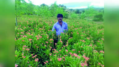 ಕೈತುಂಬ ಕನಕ ನೀಡಿದ ಕನಕಾಂಬರ