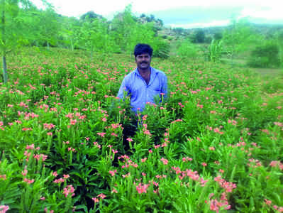 ಕೈತುಂಬ ಕನಕ ನೀಡಿದ ಕನಕಾಂಬರ