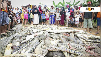 একের বদলা নিতে ৩০০ কুমিরকে নির্মম হত্যা