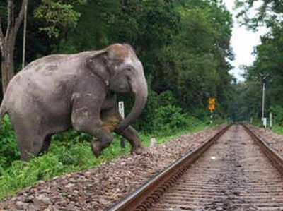 किलर ट्रैक पर हाथियों की सुरक्षा के लिए मिट्टी के रैंप