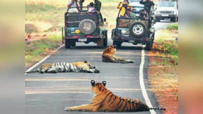 अब मुंबई के पर्यटक चांदोली नैशनल पार्क में देखेंगे बाघों का कुनबा