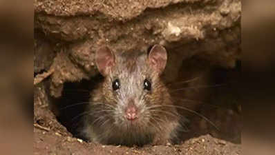 मुंबई के अंदर 6 महीने में 2 लाख चूहे खल्लास, लेप्टोस्पायरोसिस बीमारी का खतरा बढ़ा