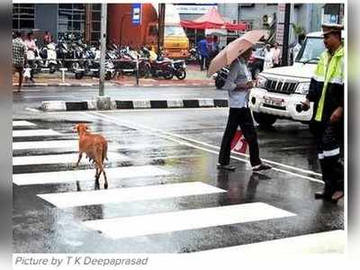 ಜೀಬ್ರಾ ಕ್ರಾಸಿಂಗ್‌ನಲ್ಲಿ ರಸ್ತೆ ದಾಟುತ್ತಿರುವ ನಾಯಿ ಫೋಟೊ ವೈರಲ್