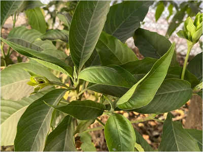 ಮನೆ ಮದ್ದು: ಅಸ್ತಮಾ ನಿವಾರಿಸುವ ಆಡುಸೋಗೆ