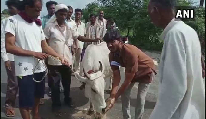 गाय के साथ प्रदर्शन करते क‍िसान