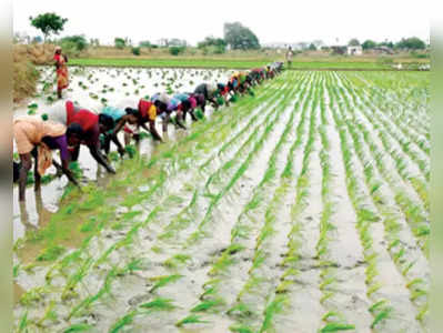 ಬೆಳೆ ವಿಮೆ: ಕಂಪನಿಗಳಿಗೆ ಭರ್ಜರಿ ಲಾಭ