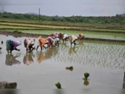 ಭತ್ತದ ಭರಪೂರ ಬೆಳೆಗೆ ರೈತನ ಹೆಜ್ಜೆ