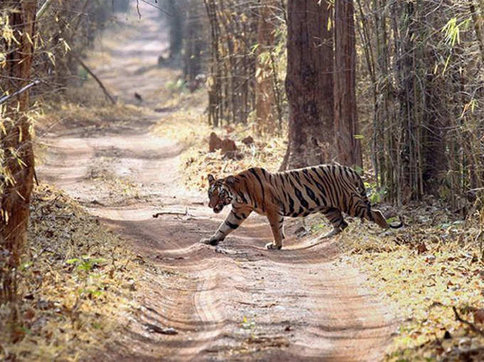 बाघ को देखने का रोमांच