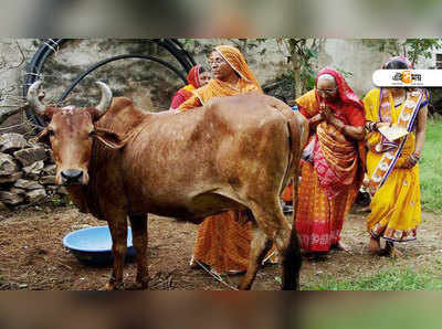 রাজস্থানে গোমূত্রের দারুণ চাহিদা, বিক্রি হচ্ছে ₹৩০/লিটার