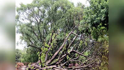 मुंबई: रिक्षावर झाड कोसळून प्रवाशाचा मृत्यू