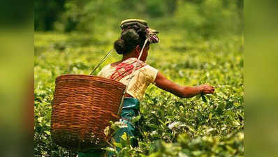 रेकॉर्ड: ₹39,000/kg में नीलाम हुई असम की चाय