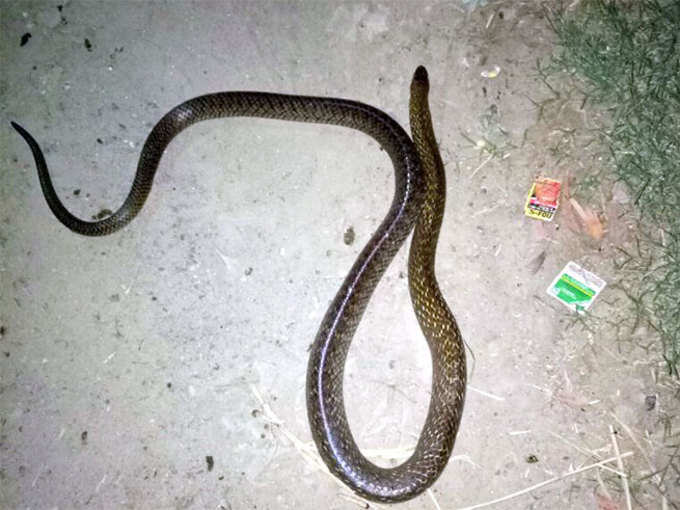 snake-1