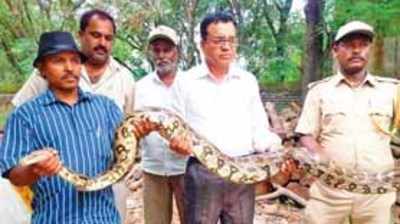 ಶೆಟ್ಟಹಳ್ಳಿಯಲ್ಲಿ ಭಾರಿ ಗಾತ್ರದ ಹೆಬ್ಬಾವು ಪತ್ತೆ