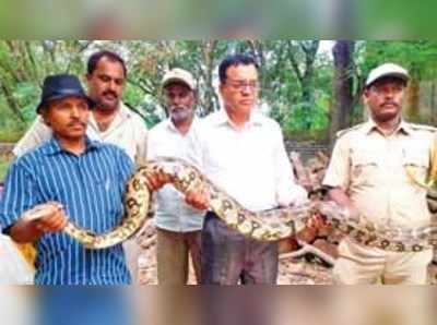 ಶೆಟ್ಟಹಳ್ಳಿಯಲ್ಲಿ ಭಾರಿ ಗಾತ್ರದ ಹೆಬ್ಬಾವು ಪತ್ತೆ