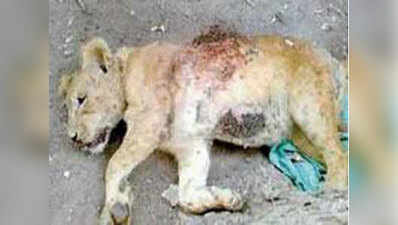 गुजरातः दो महीने के बाघ के शावक को मारकर बोरे में रखा, किसान गिरफ्तार