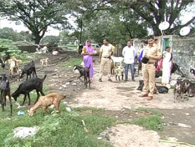 पोलिसांवर आली शेळ्या राखण्याची वेळ