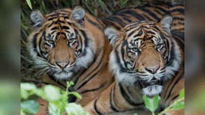विश्व बाघ दिवस: विकास योजनाओं से 688 बाघों के जीवन पर मंडराया खतरा