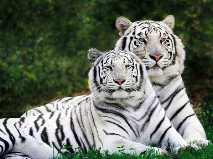 ​सरकारी योजनाओं से 688 बाघों पर संकट