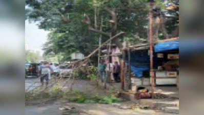 मुंबई में पेड़ों की रेकॉर्ड छंटाई, फिर भी 7 ने जान गंवाई