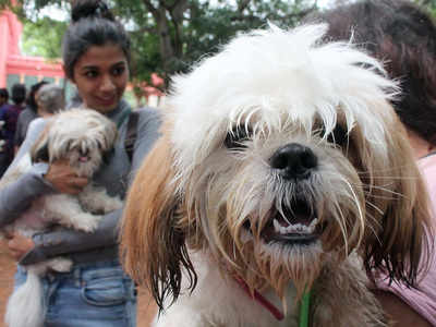 बेंगळुरूः १ कोटीपर्यंत किंमत असलेल्या कुत्र्यांचा 
