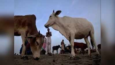 मध्य प्रदेश: गो-अभ्यारण्य में चारा-पानी की कमी के चलते नई गायों की एंट्री पर रोक
