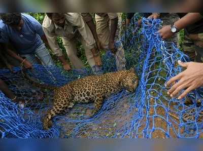 ಕಾಡು ಹಂದಿಗೆ ಹಾಕಿದ್ದ ಬಲೆಯಲ್ಲಿ ಸಿಲುಕಿದ್ದ ಚಿರತೆಯ ರಕ್ಷಣೆ