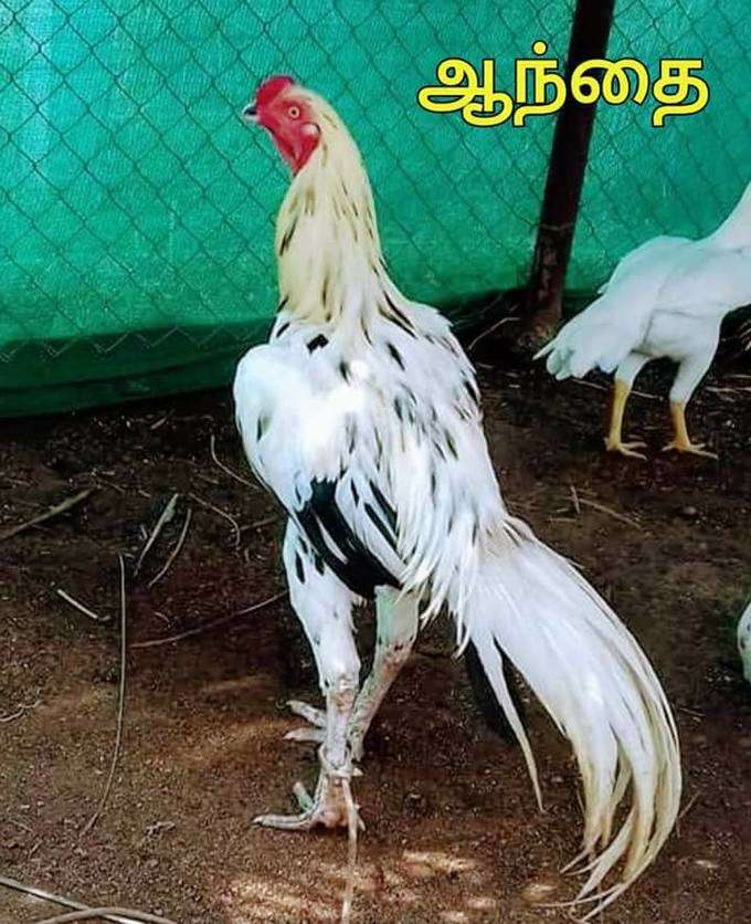 சண்டை சேவல்களின் வகைகள்