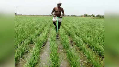 यूपी में बारिश ने बहाया सूखे का खतरा, हरिया गए खेत