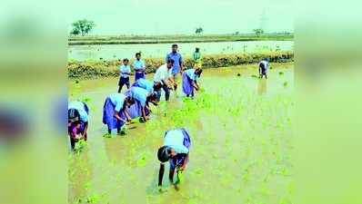 ಶಾಲಾ ಮಕ್ಕಳಿಗೆ ಭತ್ತ ನಾಟಿ ಪಾಠ!