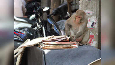 सॉरी, कल आइएगा, आपकी फाइल बंदर ले गए हैं