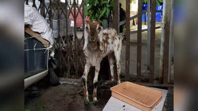 मुंबई: बेटिकट यात्रा कर रही थी बकरी, अब होगी नीलामी