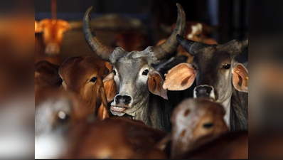 तिगांव की गोशालाओं में एक साल में 225 गायों की मौत!