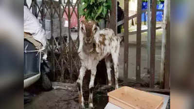 मुंबईः 2500 में नीलाम हुई बिना टिकट पकड़ी गई बकरी