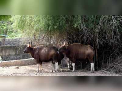 ಮೈಸೂರು ಝೂನಿಂದ ವಂಡಲೂರು ಮೃಗಾಲಯಕ್ಕೆ ಪ್ರಾಣಿಗಳು